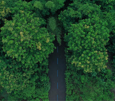 Forest With Road Close Up (1) (1)